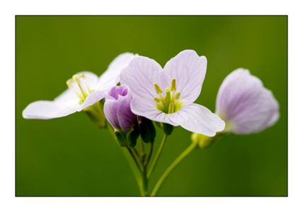Cuckoo Flower 1
